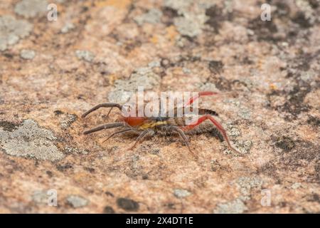 Primo piano di un bellissimo solifuge dalle zampe rosse (Solpugema sp) in natura Foto Stock