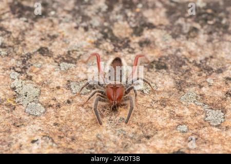 Primo piano di un bellissimo solifuge dalle zampe rosse (Solpugema sp) in natura Foto Stock