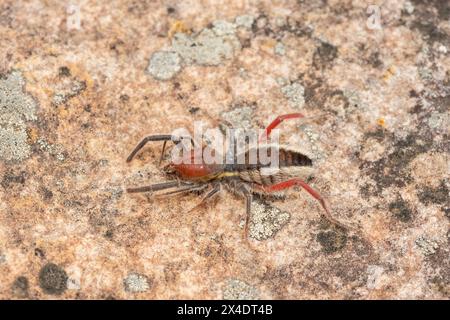 Primo piano di un bellissimo solifuge dalle zampe rosse (Solpugema sp) in natura Foto Stock