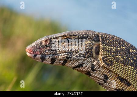 Monitor del Nilo/monitor dell'acqua (Varanus niloticus) Foto Stock