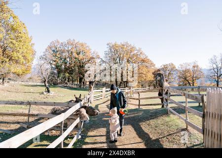 Mamma e bambina danno da mangiare agli asini che sbirciano da dietro una recinzione di legno in giardino Foto Stock