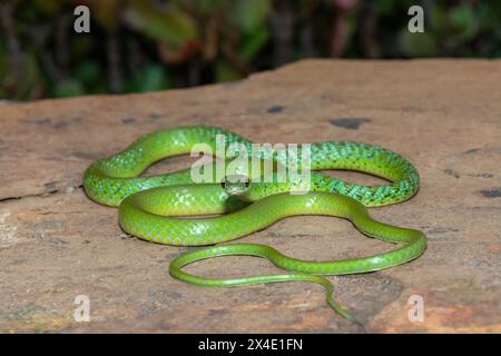 Primo piano di un bellissimo serpente verde maculato (Philothamnus semivariegatus) su una roccia Foto Stock