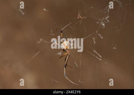 Confronto delle dimensioni tra un ragno a bottone marrone maschio e femmina (Latrodectus geometricus) Foto Stock