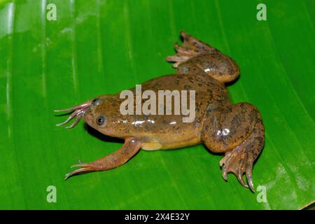 Una simpatica Platanna comune, conosciuta anche come la rana artigliata africana (Xenopus laevis) su una grande foglia verde Foto Stock