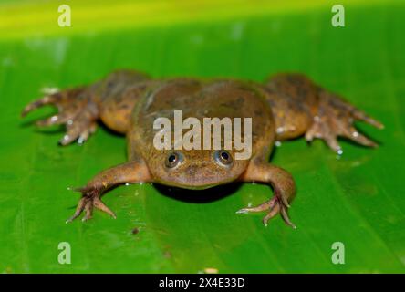 Una simpatica Platanna comune, conosciuta anche come la rana artigliata africana (Xenopus laevis) su una grande foglia verde Foto Stock