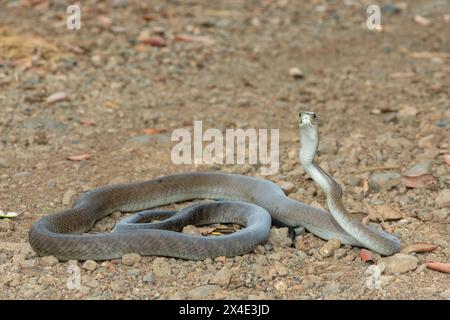 Una mamba nera adulta letale (Dendroaspis polylepis) in natura Foto Stock