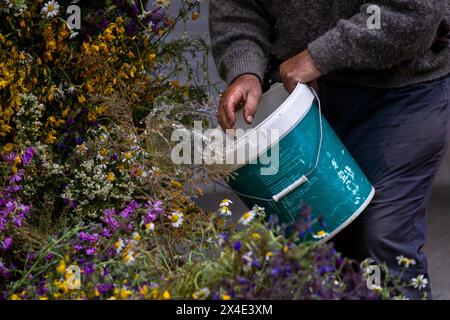 Colmenar Viejo, Madrid, Spagna. 2 maggio 2024. Un uomo spruzza acqua sui fiori su un altare, durante la celebrazione di ''la Maya'', nella città di Colmenar Viejo a Madrid. Las Mayas sono ragazze tra i 7 e i 14 anni che siedono per due ore in un altare decorato con fiori e piante per celebrare l'inizio della primavera. Questa tradizione originaria della città di Colmenar Viejo, Madrid, risale al medioevo, secondo antichi documenti. (Immagine di credito: © Luis Soto/ZUMA Press Wire) SOLO PER USO EDITORIALE! Non per USO commerciale! Foto Stock