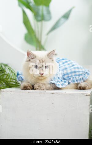 posa ravvicinata di un gatto ragdoll con una camicia blu che dorme su una sedia in una stanza studio Foto Stock