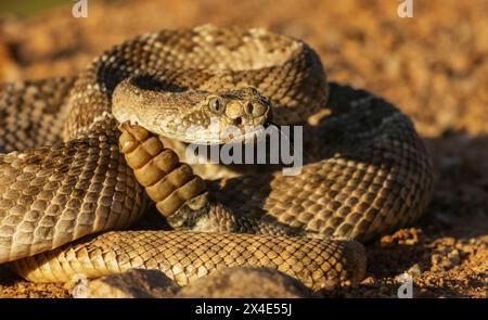 Serpente a sonagli con dorso di diamante che suona un avvertimento, USA, Arizona Foto Stock