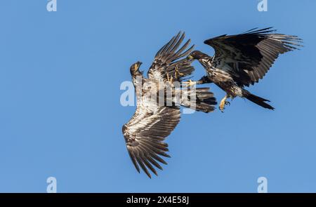 Stati Uniti, Stato di Washington. Hood Canal, Salish Sea, aquile calve immature, disaccordo a mezz'aria Foto Stock