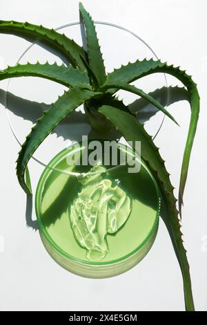 Laboratorio cosmetico astratto. Aloe vera Plant and Gel in Glass Petri Foto Stock