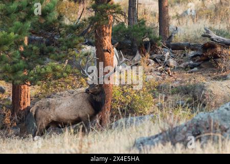 Rocky Mountain bull elk Foto Stock