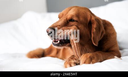 Striscione con il cane Golden Retriever che giace su una coperta bianca e puzza un osso Foto Stock