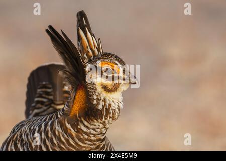 Pollo della prateria più grande, ritratto ravvicinato, pianure orientali del Colorado, Stati Uniti Foto Stock