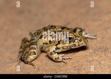 Facendo clic su Stream Frog, Grays Stream Frog, Spotted Stream Frog (Strongylopus grayii) Foto Stock