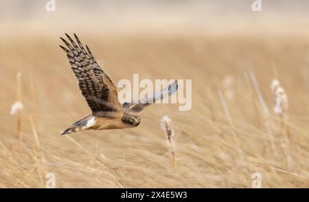 Northern Harrier (femmina) Foto Stock