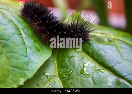 Un bruco di Saltmarsh nero fuzzolente con accenni di arancio e macchie bianche strizza su una foglia verde vibrante con goccioline d'acqua. Foto Stock