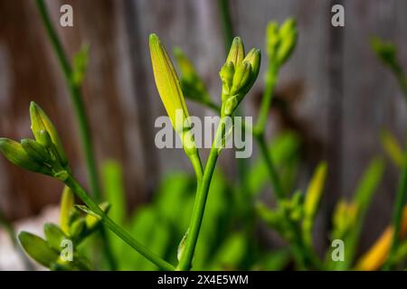 I boccioli verdi vibranti vengono catturati da vicino mentre stanno per fiorire, con una delicata messa a fuoco su una recinzione di legno sullo sfondo. Foto Stock
