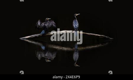 Immagine minimalista di due grandi cormorani (Phalacrocorax carbo) su un lago scuro con il loro riflesso sull'acqua, sfondo nero, spazio copia Foto Stock