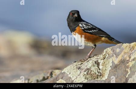 Rufous facciate towhee Foto Stock