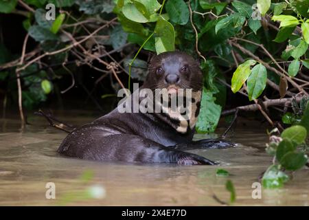 Una lontra gigante, Pteronura brasiliensis, che riposa in un fiume. Stato del Mato Grosso do sul, Brasile. Foto Stock
