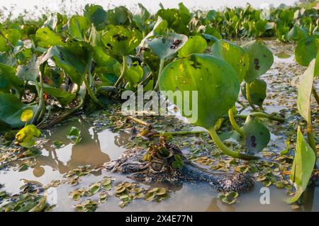 A Yacare Caiman, Caiman Crocodylus yacare, sommerso nel fiume Cuiaba. Stato Mato grosso do sul, Brasile. Foto Stock