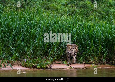 Una Jaguar, Panthera onca, camminando lungo il fiume Cuiaba. Stato del Mato Grosso do sul, Brasile. Foto Stock