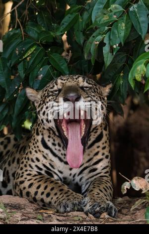 Ritratto ravvicinato di un giaguaro, Panthera onca, sbadiglio. Pantanal, Mato grosso, Brasile Foto Stock