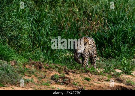 Un giaguaro, Panthera onca, camminando lungo il fiume. Pantanal, Mato Grosso, Brasile Foto Stock