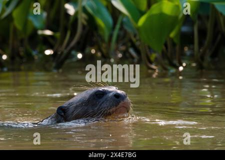 Una lontra gigante, Pteronura brasiliensis, nuoto. Pantanal, Mato Grosso, Brasile Foto Stock