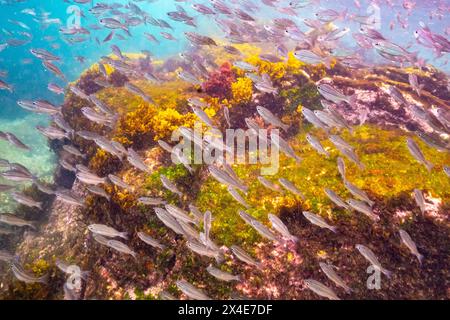 Ecuador, Parco Nazionale delle Galapagos, Isola Floreana, Baia degli uffici postali. Scuola di salema a strisce nere. Foto Stock