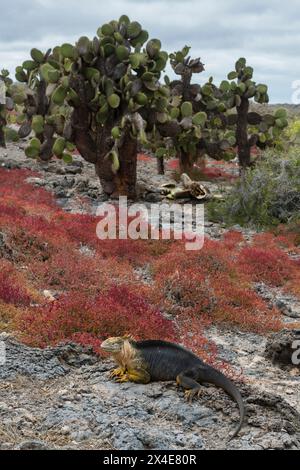 Sesuvio edmonstonei e cactus sull'isola di South Plaza. South Plaza Island, Galapagos, Ecuador Foto Stock