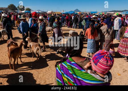 Folle al mercato degli animali. San Francisco El alto, Totonicapan, Guatemala. Foto Stock