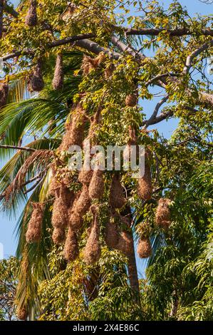 Un raggruppamento di nidi di Orospendola, appesi in un albero. Lago Nicaragua, Nicaragua. Foto Stock