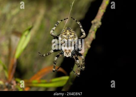 Un bellissimo ragno peloso (Neoscona sp) Foto Stock