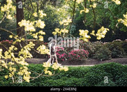 Blütezeit im Bremer Rhododendronpark. Er gehört der Stiftung Bremer Rhododendronpark, die auch für Seine Pflege und Unterhaltung zuständig ist. Nach ihren Angaben handelt es sich um die größte Rhododendren-Sammlung der Welt. *** Stagione della fioritura nel Bremens Rhododendron Park appartiene alla Bremen Rhododendron Park Foundation, che è anche responsabile della sua cura e manutenzione secondo loro, è la più grande collezione di rododendri al mondo Foto Stock