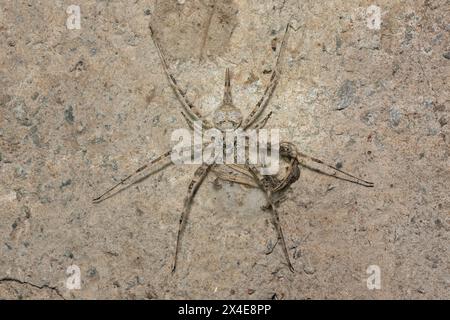 Ragno di corteccia a spina lunga (Hersilia sp) Foto Stock