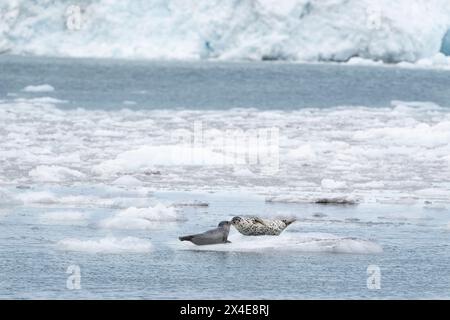 Stati Uniti, Alaska, Parco nazionale dei fiordi di Kenai. Foca madre e cucciolo su un piccolo pavimento di ghiaccio. Foto Stock