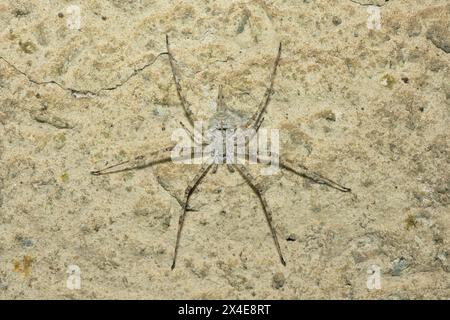 Ragno di corteccia a spina lunga (Hersilia sp) Foto Stock