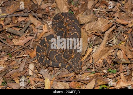Mortale maschio Puff Adder (Bitis arietans) che mostra il suo bellissimo mimetismo Foto Stock