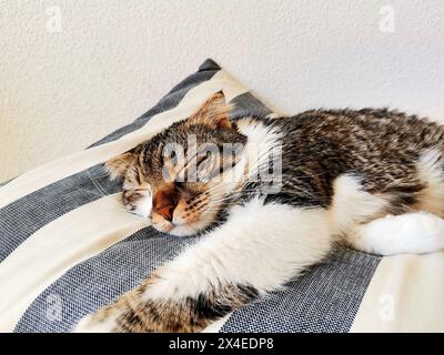 Simpatico gatto che dorme su un cuscinetto spogliato Foto Stock