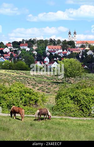 Vista panoramica del villaggio di Tihany e dell'abbazia di Sant'Aignan con campi e due cavalli in primo piano in alto in estate Foto Stock