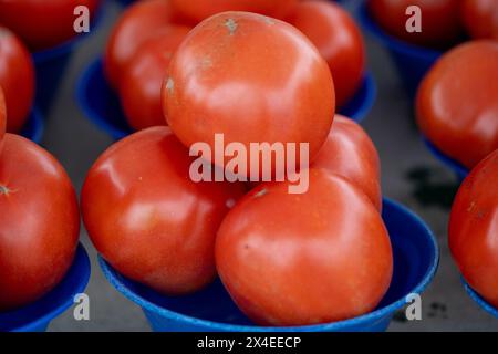 Pomodori biologici in vendita in cesti Foto Stock