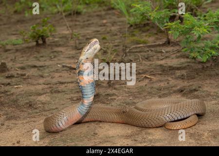 Un Mozambico molto velenoso che sputa Cobra (Naja mossambica) sputando il suo veleno Foto Stock