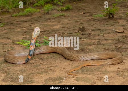 Un Mozambico molto velenoso che sputa Cobra (Naja mossambica) sputando il suo veleno Foto Stock