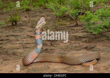 Un Mozambico molto velenoso che sputa Cobra (Naja mossambica) sputando il suo veleno Foto Stock