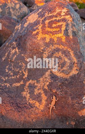 USA, Arizona, Painted Rock Petroglyph Site. Primo piano di lucertola e petroglifi sulle rocce. Foto Stock