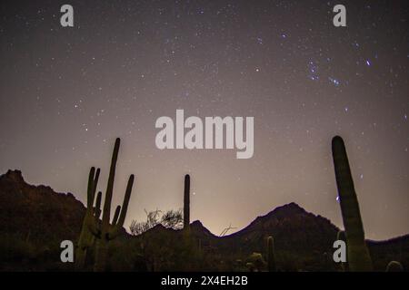 USA, Arizona, Tucson Mountain Park. Sagoma di cactus saguaro e colline di notte. Foto Stock