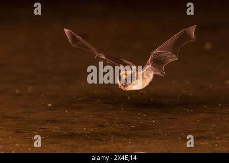 Laghetto per skimming Myotis dalle orecchie lunghe per un drink, Pima County, Arizona. Foto Stock