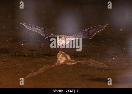 Laghetto per skimming Myotis dalle orecchie lunghe per un drink, Pima County, Arizona. Foto Stock